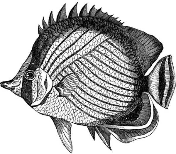 Рыба черно белая