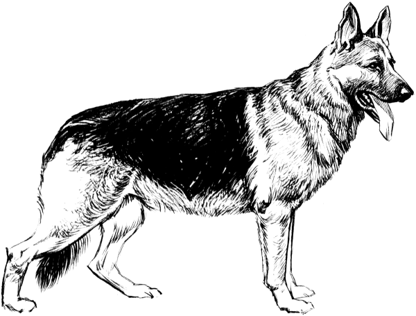 Немецкая овчарка