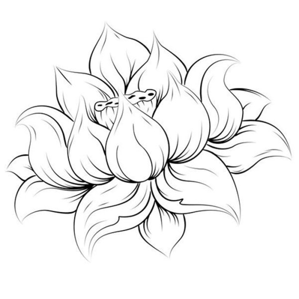 Цветы карандашом необычные