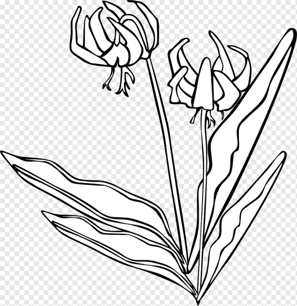 Кандык Сибирский нарисовать