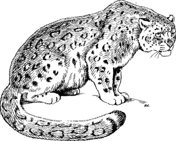 Снежный Барс рисунок