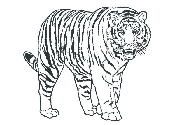 Амурский тигр распечатка