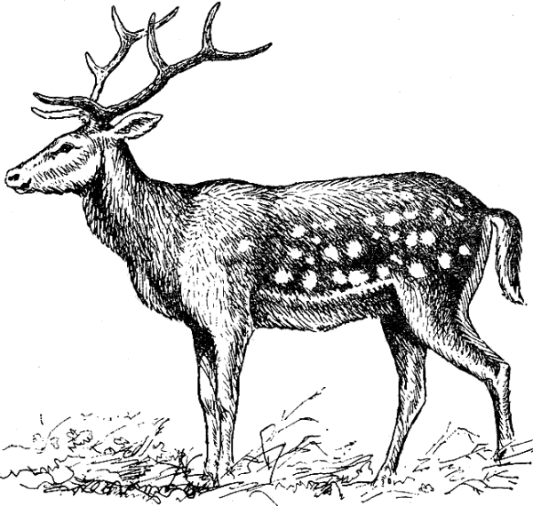 Уссурийский пятнистый олень раскраска