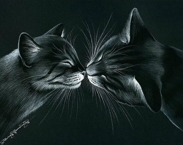 Котики любовь