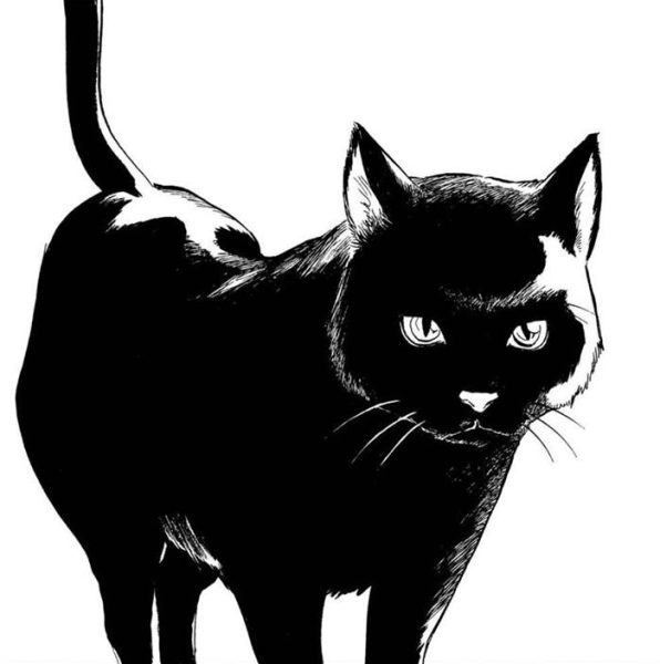 Черно белая кошка