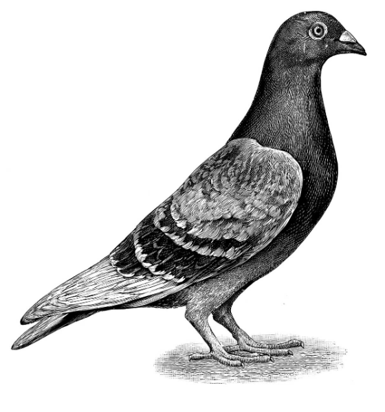 Голубь Графика