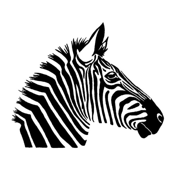 Голова зебры рисунок