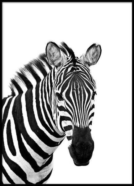 Голова зебры