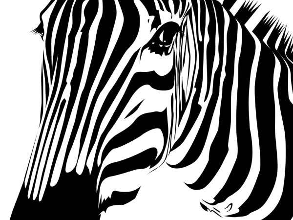 Зебра черно белая