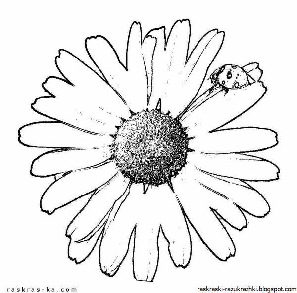 Ромашка черно белая