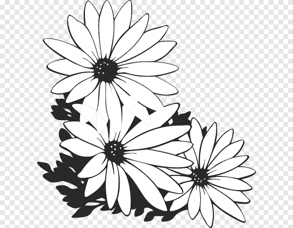 Ромашка раскраска для детей