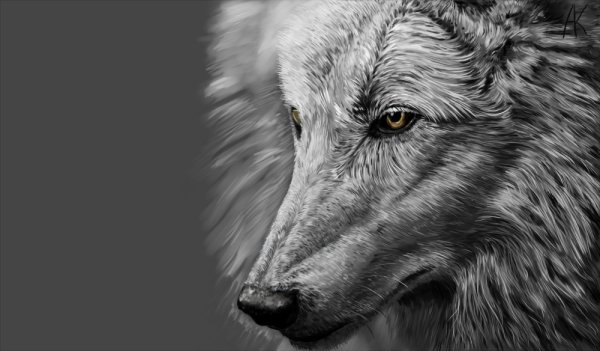 Красивые черно белые рисунки волка