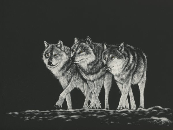 Волк черно белый