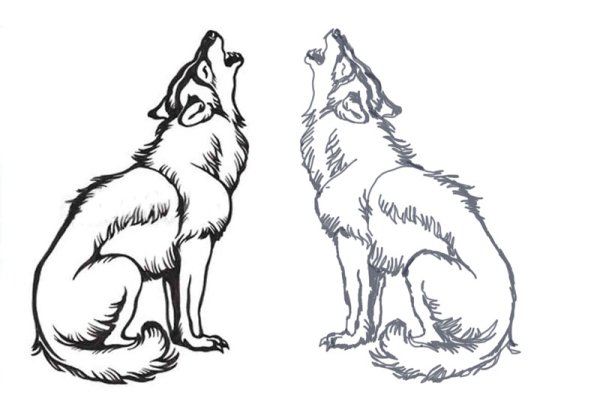 Волк сидит рисунок