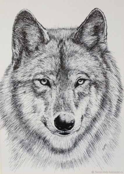 Морда волка Графика
