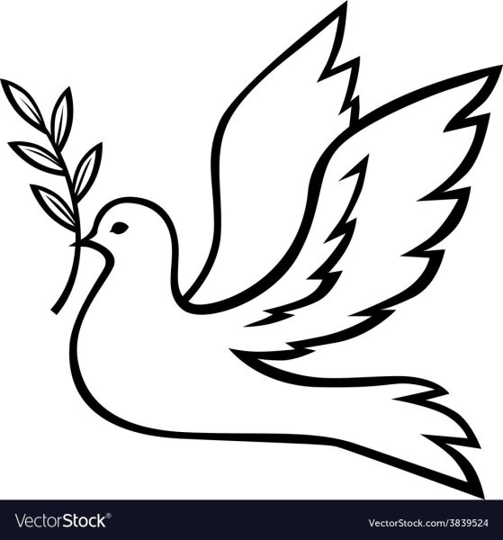 Голубь контур