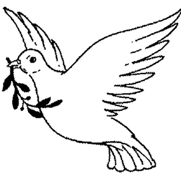 Голубь раскраска для детей