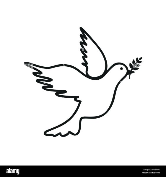 Черный голубь логотип