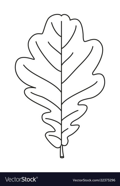 Лист дуба контур