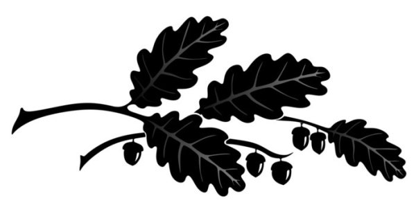 Ветка дуба силуэт