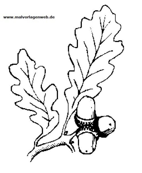 Рисование ветка дуба