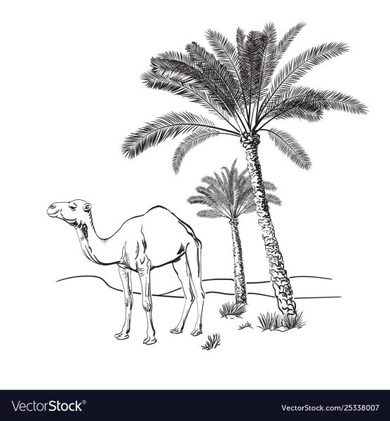 Три пальмы раскраска