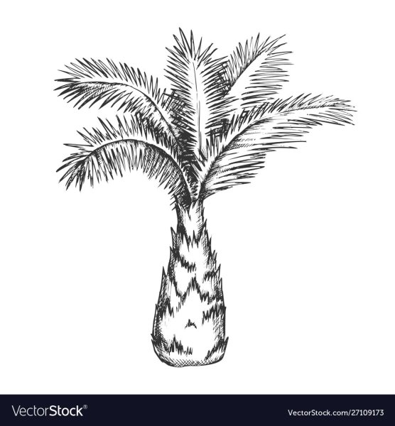 Пальма рисунок линейно