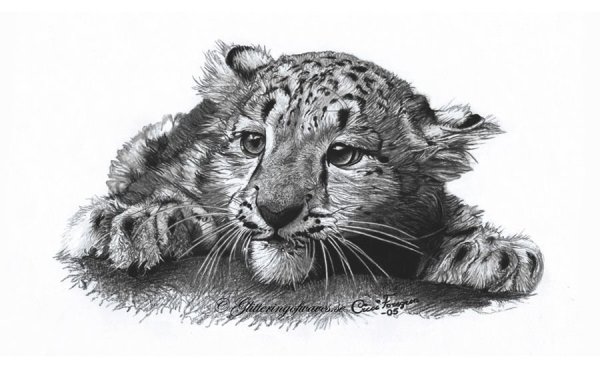 Ирбис карандашом