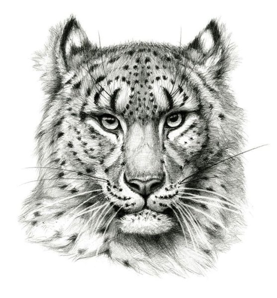 Снежный Барс эскиз