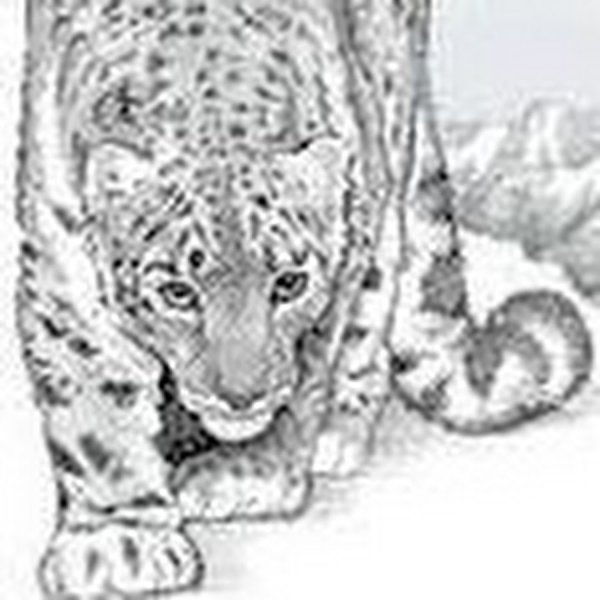 Ирбис на белом фоне