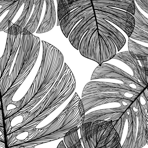 Монстера чб