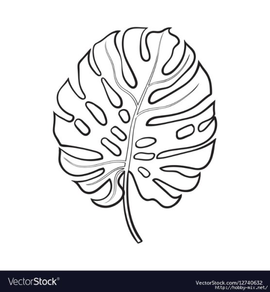 Лист монстеры контур