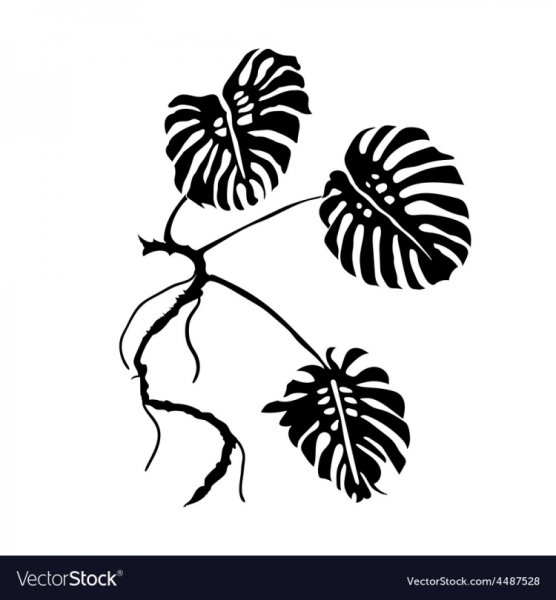 Черный силуэт листья монстеры