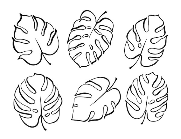 Лист монстеры контур