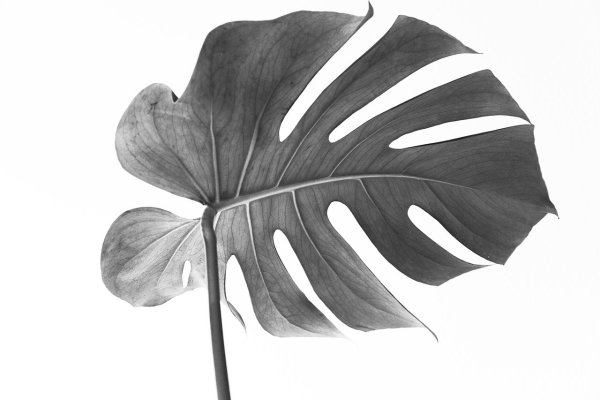 Monstera SP. (Blue Heart Leaf)