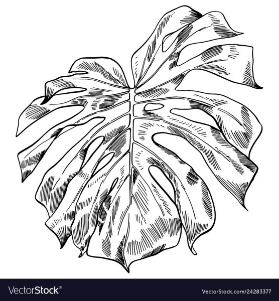 Листья монстеры для печати