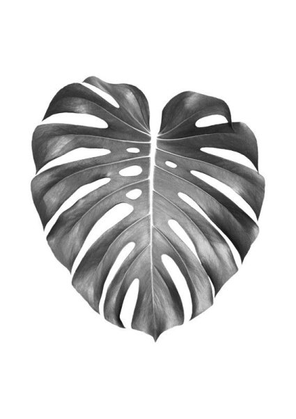 Лист монстеры черно белый