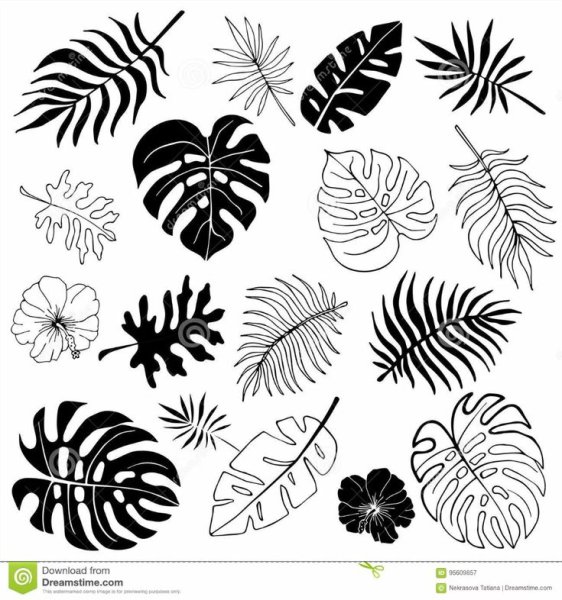 Тропические листья эскиз
