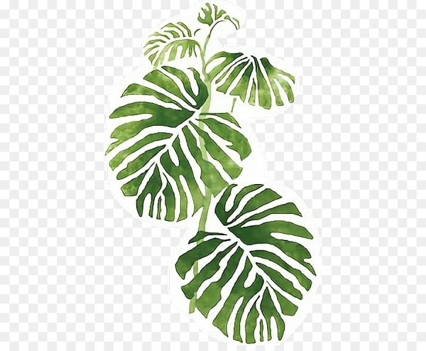 Монстера эскулетто