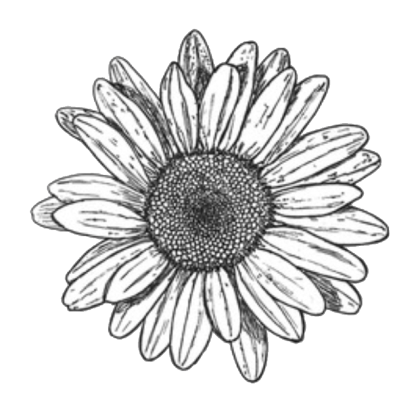 Ромашка черно белая