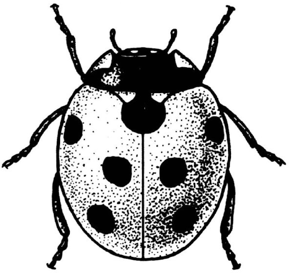 Божья коровка чб