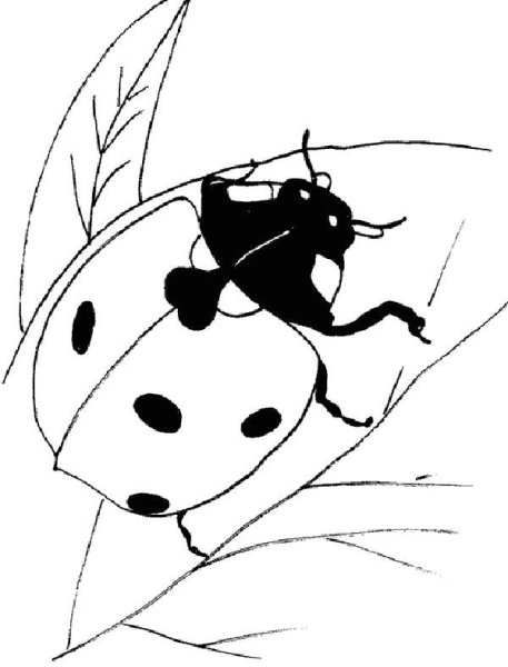 Божья коровка трафарет для детей