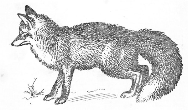 Обыкновенная лисица черно белое