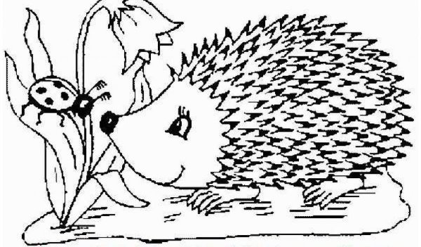 Мордочка ежика рисунок