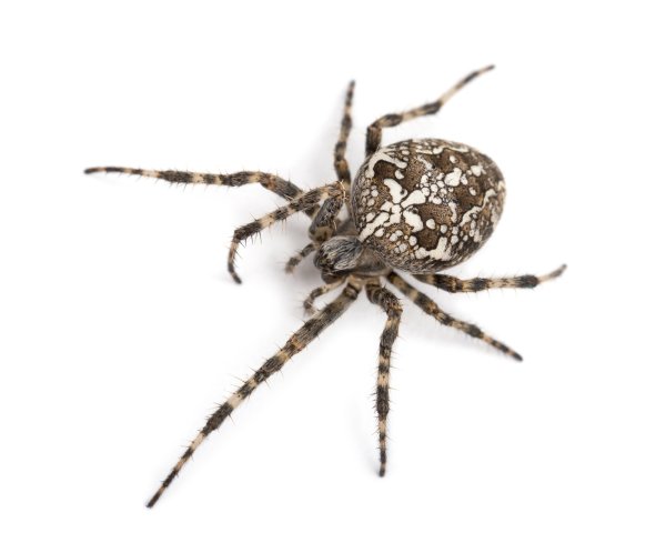 Паук с узором на спине