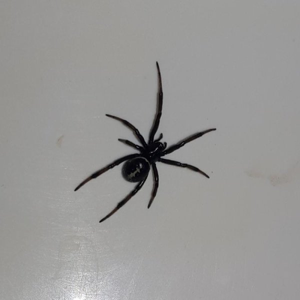 Паук черный домашний маленький