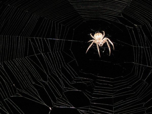 Большой чёрно-белый паук