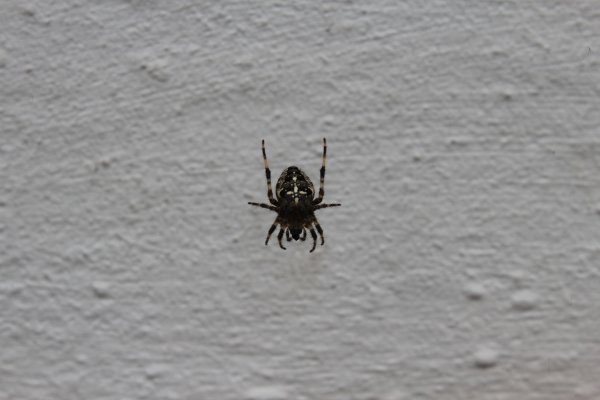 Чёрный паук с белыми пятнами на брюшке