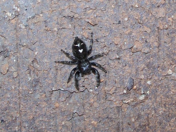 Паук Мизгирь крестовик