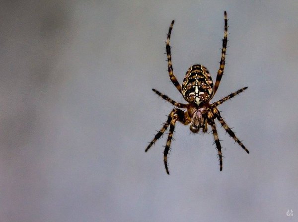 Паук крестовик Каракурт